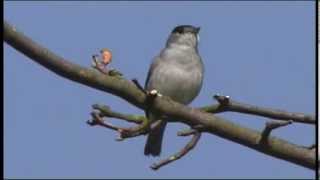 Blackcap singing