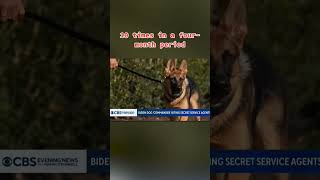 Biden's dog bit or attacked Secret Service agents 10 times in 4 months, records show #shorts