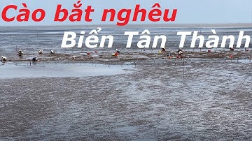 CÀO BẮT NGHÊU_BIỂN TÂN THÀNH_HUYỆN GÒ CÔNG ĐÔNG