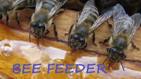 super simple Bee feeder 2 - DIY to beekeeping