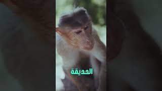 اغرب  حالة وفاة فى التاريخ !