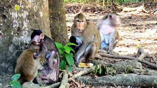 Look At Them Tied To The Monkey Camera