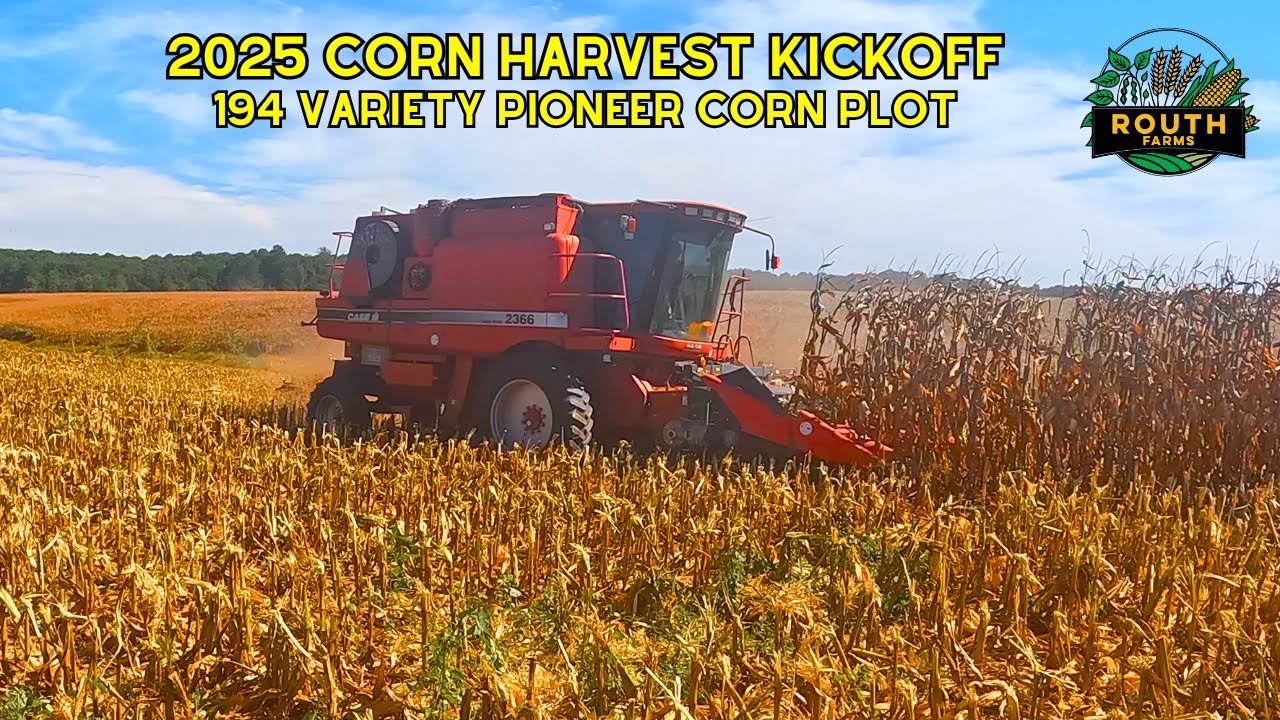 Начало уборки кукурузы в Северной Каролине в 2025 году | Опытный участок 194 сортов-первопроходцев