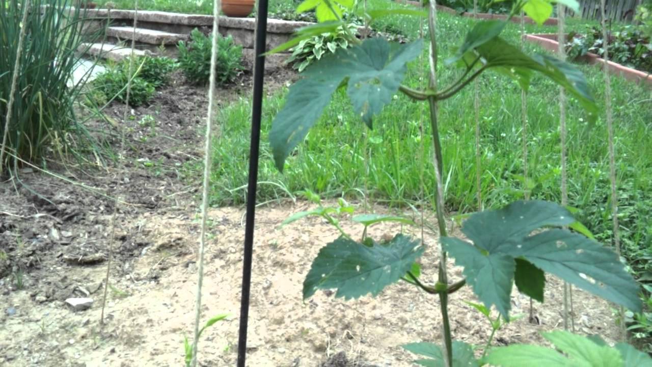 Growing Hops and Brewing Beer - Hop Project Episode 12