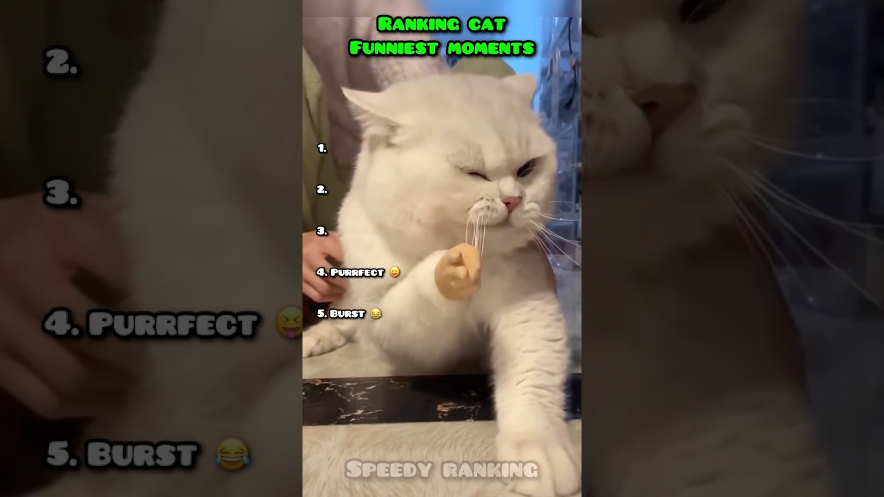 Ranking Cat Funniest Moments 🐈😂 
