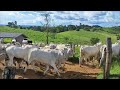 pecuária em Rondônia, mudando o gado de pasto 🐂🐎