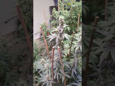 This LMFAO Strain Fact Will Leave You SPEECHLESS