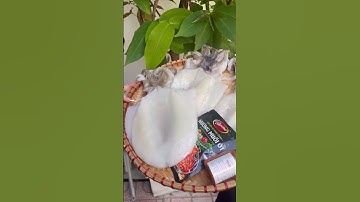 Mực lá 1 nắng size khủng 3 con/kg | MINOS .COM.VN #minos #hảisảnminos #seafood #minos2