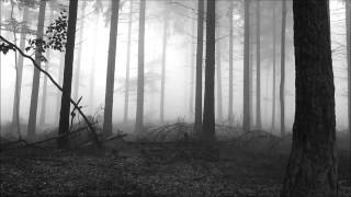 Basicnoise - The Evergreen Forest