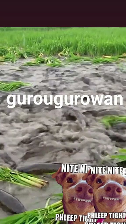 #l guro gurowan