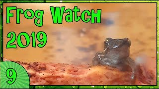 THE FROGLETS EMERGE! - Frog Watch 2019 [9]