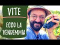 VENDEMMIA: analisi sensoriale e raccolta dell'UVA