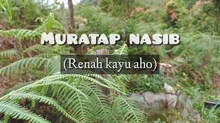 Download Lagu Renah kayu aho || song: muratap nasib MP3