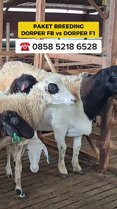 Paket Breeding Dorper Fullblood dengan Betina f1, murah