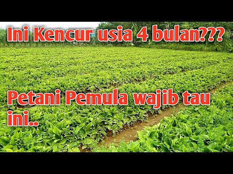 Biji Kencur