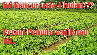 Download Lagu Tanaman Kencur Usia 4 bulan daun hijau subur cara budidaya kencur ide bisnis petani muda MP3