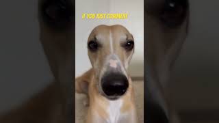 Cute whippet video dog birthday  #cute #whippet #dog #youtubeshorts #trending #pets