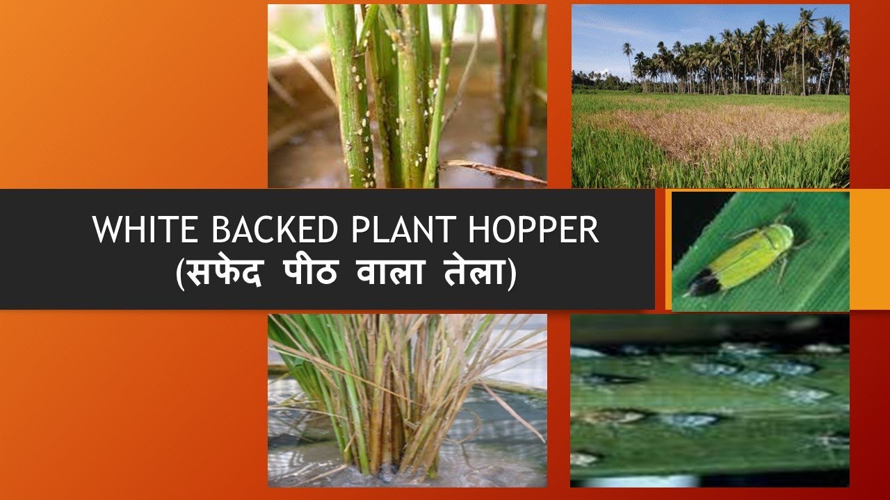 White backed plant hopper/सफेद पीठ वाला तेला/Symptoms/ Management