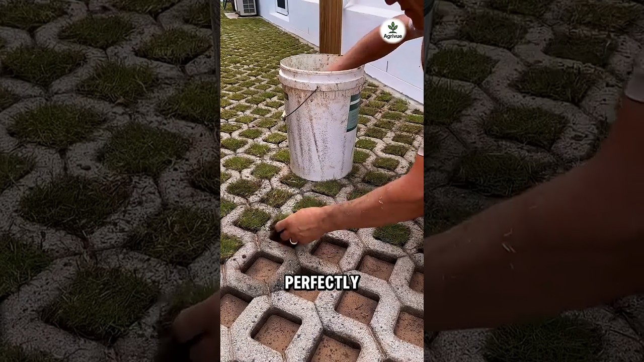 He Turns an Empty Yard Into a Beautiful Green Lawn.