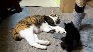 猫動画母猫の子育て