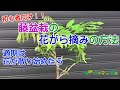 【花木】藤盆栽(一才藤)の初心者向け花がら摘みの方法【スキマde園芸】