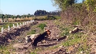CACERÍA DE CONEJOS CON PERROS Y CAYO LA LIEBRE.