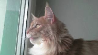 Maine Coon cat chatters at birds by Epic the Cat 4,549 views 13 years ago 39 seconds