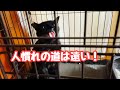 保護した猫も暑くてダレる！