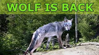 WOLF IS BACK ON OUR GAME CAMERA AND DEER STUFF TOO!