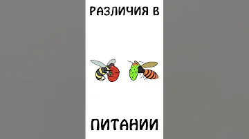 А вы знаете как питается оса, пчела, шмель и шершень? #shorts #анимация #шортс #животные #шмель