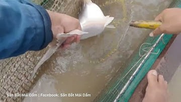 Fishing | Săn vồ đém sông tiền, làng bè Bình Thạnh | Săn Bắt Mái Dầm