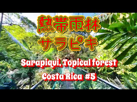 🇨🇷EP5【熱帯雨林】サラピキ❤ in #コスタリカ  #sarapiqui  #costarica
