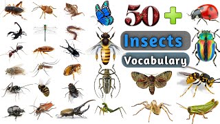 Insects Vocabulary In English Ll 50  Insects U0026 Bugs Name In English With Pictures