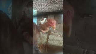 Download Lagu March 8, 2025 MP3