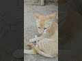Wait for end|#cat #animals #youtubeshorts #viralvideo