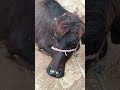 melu#bacchon_ka_😀video #animals #comedymovies #funnycomedy