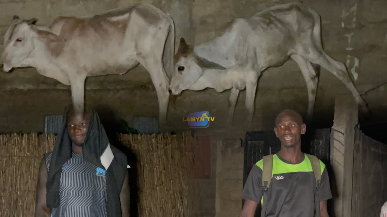 BROSSE mo yobou sama nag 🐂, la colère de DIAMTERI et ses Sikampay après le partage des Bœufs à SIMAL
