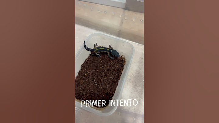 Casi pierdo el dedo , gecko agresivo 😱😱 #animales #gecko #mascotas #geckoleopardo #shots #reptiles