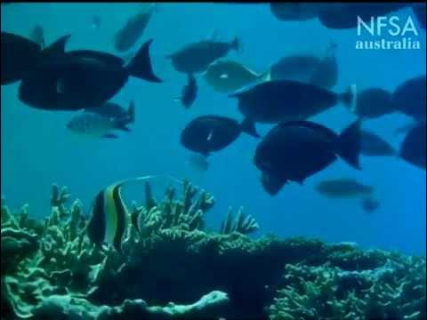 Great Barrier Reef - YouTube