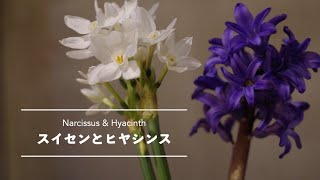 【暮らしの花文化】川崎景介の季節の花と花言葉～スイセンとヒヤシンス～