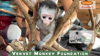 We meet Teft the latest baby orphan monkey, Floki and Cuddy move to their new home