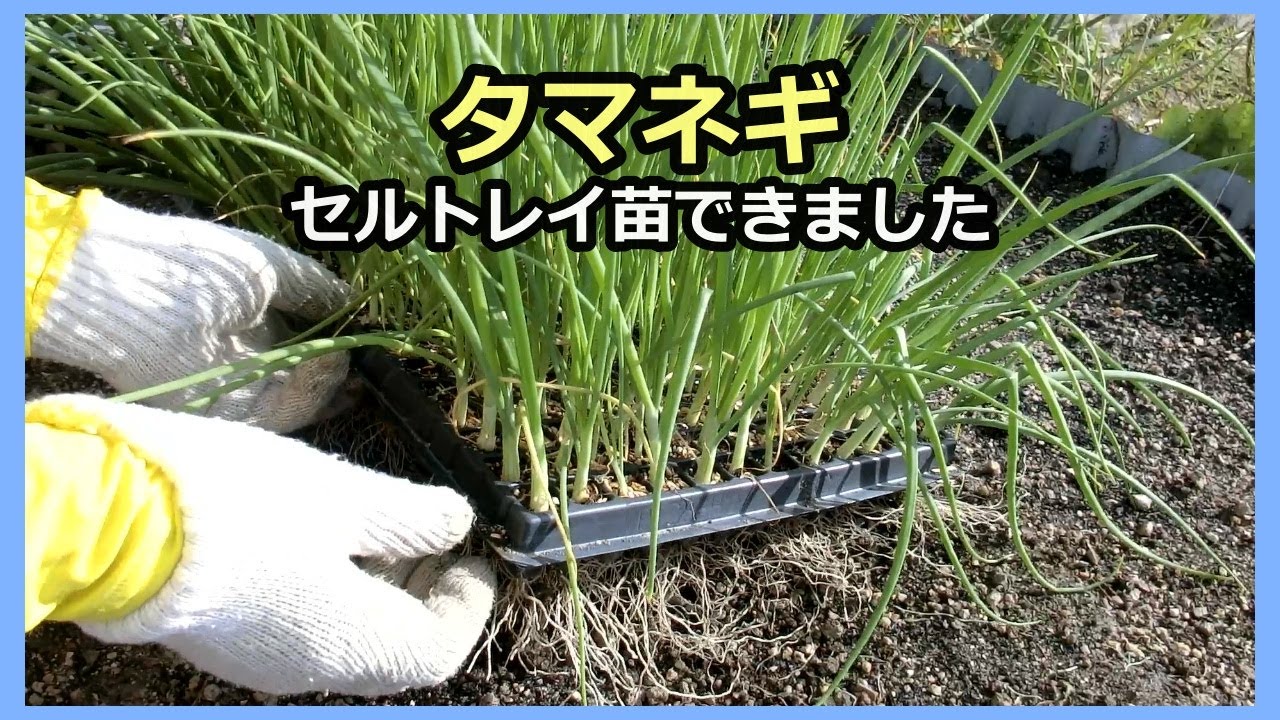 【タマネギ苗】セルトレイ２年目の出来栄え 無農薬 家庭菜園29年目 半自給自足