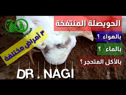 الفراخ حوصلتها ممتلئة (إنتفاخ بالهواء - إمتلاء بالماء - تحجر الطعام)[ ٣ ] أمراض وعلاجها_ كنكر الحمام