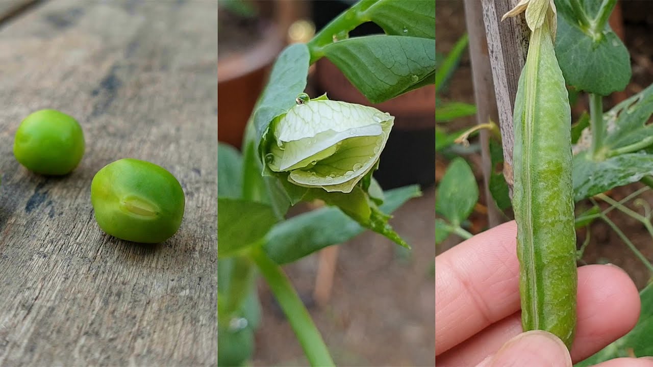 Planting Peas | Three Peas, How Many Peas Can Be Harvested In The End ?