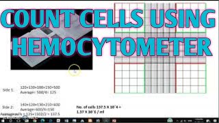 counting cells using Hemocytometer ll Xgene and ProteinX