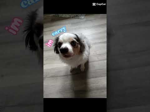 Video: Cuteness Roundup: Disse hundene elsker absolutt sine fulle leker