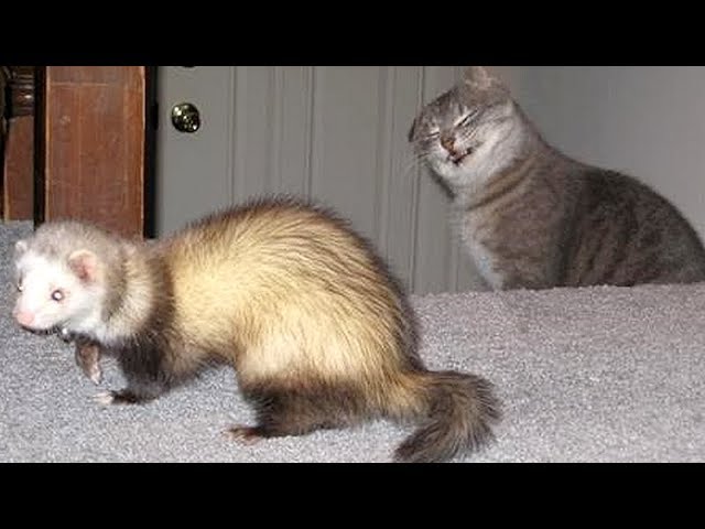 FERRETS or CATS? You DECIDE which animals are FUNNIER! - Get ready to DIE FROM LAUGHING!