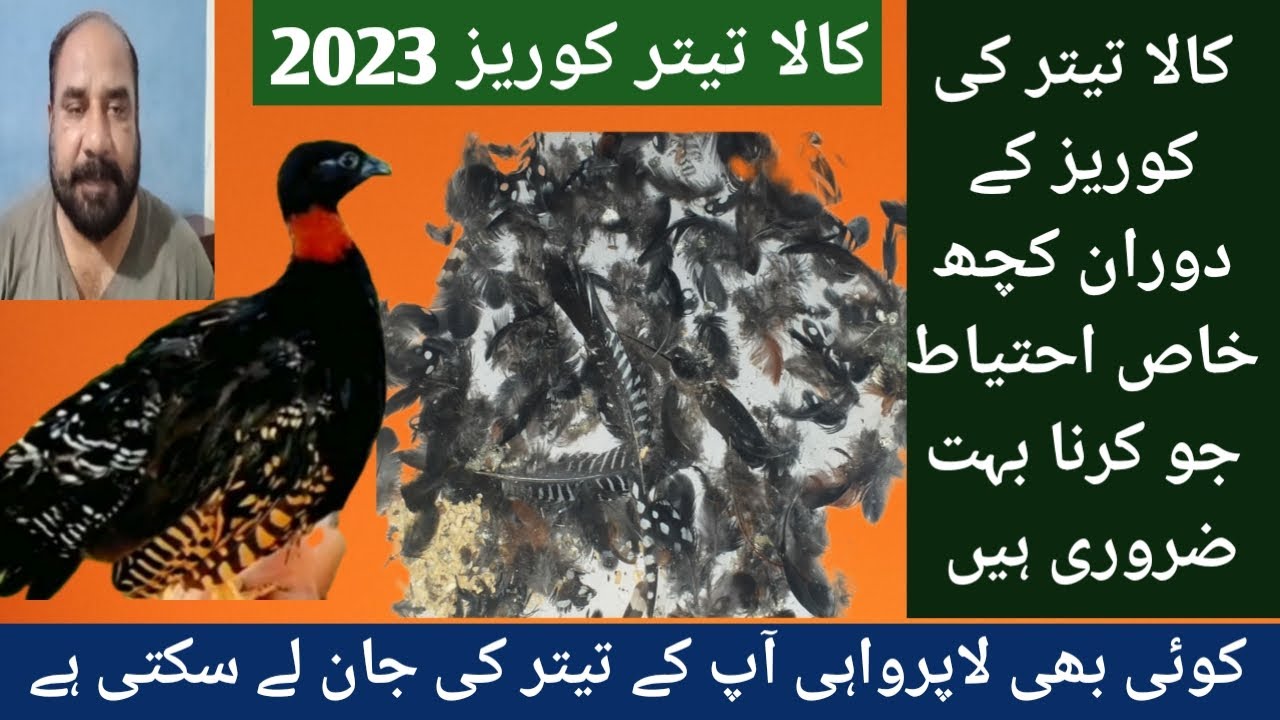 Kala Teetar ki kureez 2023 | Black Frankolin Kureez | کالا تیتر کی کوریز 2023 | KalaTeetar Group 93