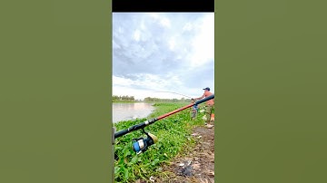 Câu cá tra sông cám R1 và Cám R3