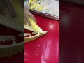 #cuttingskills #shortvideo #durian #fruitcutting #foryou #food #cambodia #fruit #durianrider